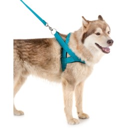 Smycz + szelki dla psa