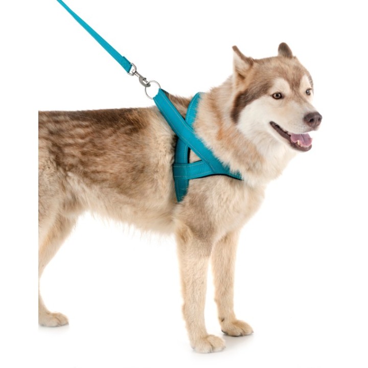 Smycz + szelki dla psa